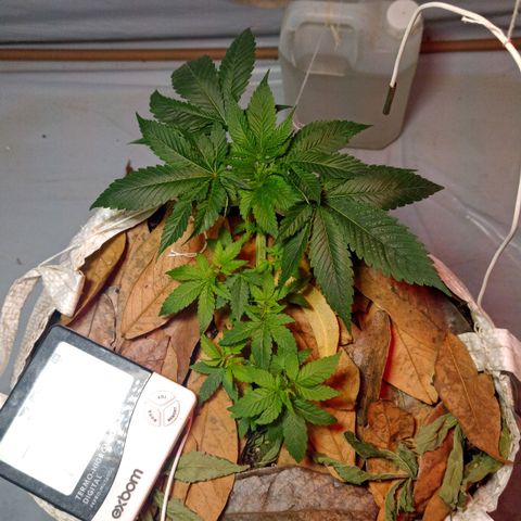 Northern Lights BSF #1 growlog timeline photo