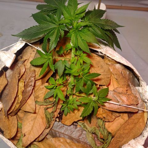 Northern Lights BSF #1 growlog timeline photo