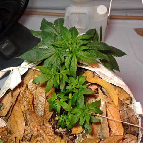 Northern Lights BSF #1 growlog timeline photo