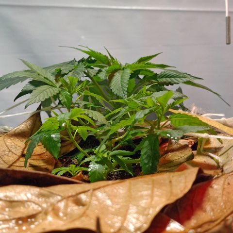 Northern Lights BSF #1 growlog timeline photo