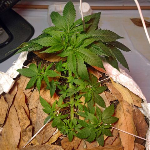 Northern Lights BSF #1 growlog timeline photo