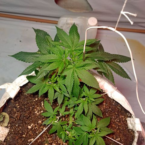 Northern Lights BSF #1 growlog timeline photo