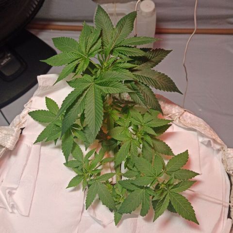 Northern Lights BSF #1 growlog timeline photo