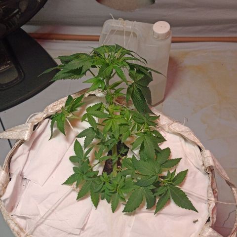 Northern Lights BSF #1 growlog timeline photo