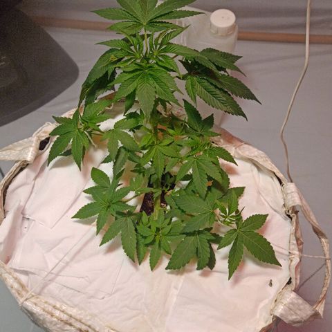 Northern Lights BSF #1 growlog timeline photo