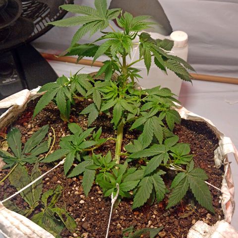 Northern Lights BSF #1 growlog timeline photo