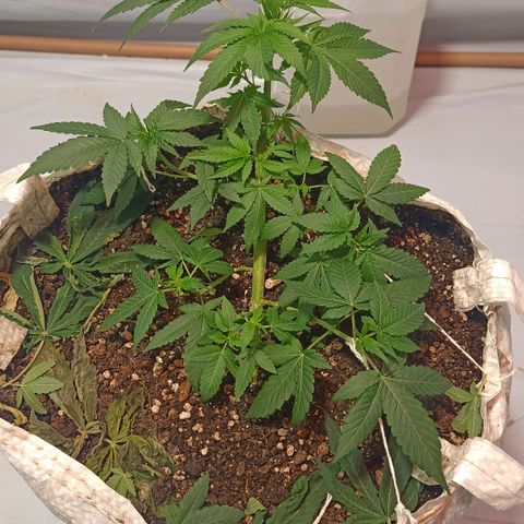 Northern Lights BSF #1 growlog timeline photo