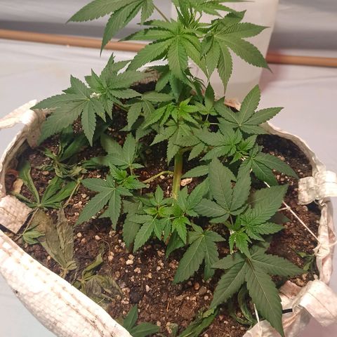 Northern Lights BSF #1 growlog timeline photo