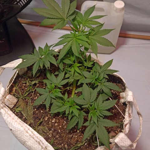 Northern Lights BSF #1 growlog timeline photo