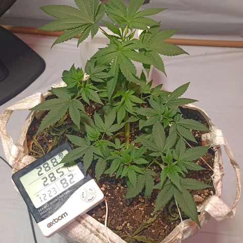 Northern Lights BSF #1 growlog timeline photo