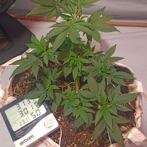 Northern Lights BSF #1 growlog timeline photo