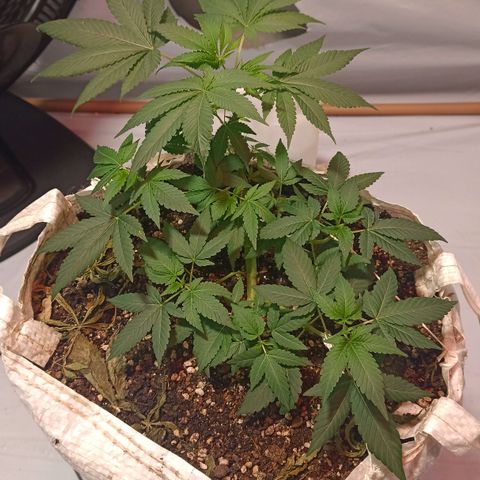 Northern Lights BSF #1 growlog timeline photo