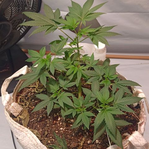 Northern Lights BSF #1 growlog timeline photo
