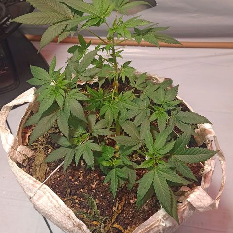 Northern Lights BSF #1 growlog timeline photo