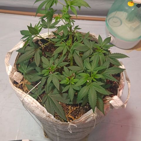 Northern Lights BSF #1 growlog timeline photo