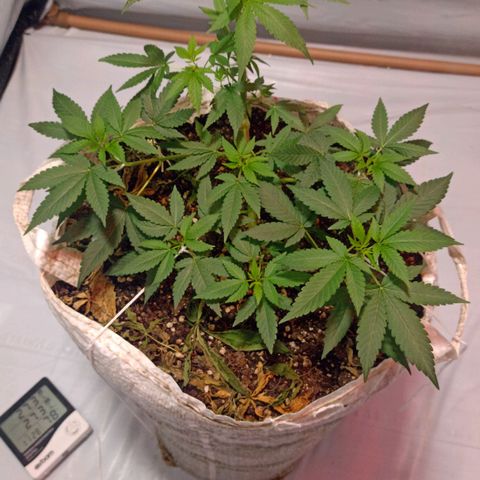 Northern Lights BSF #1 growlog timeline photo