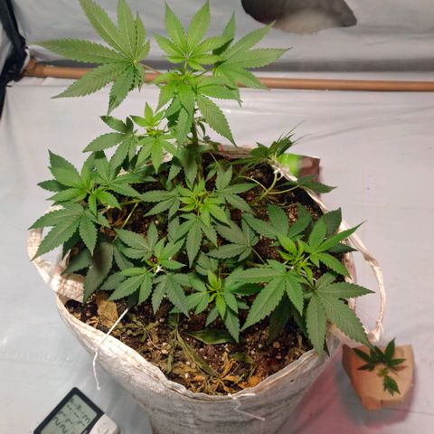 Northern Lights BSF #1 growlog timeline photo