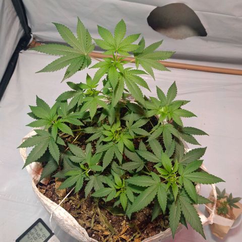 Northern Lights BSF #1 growlog timeline photo