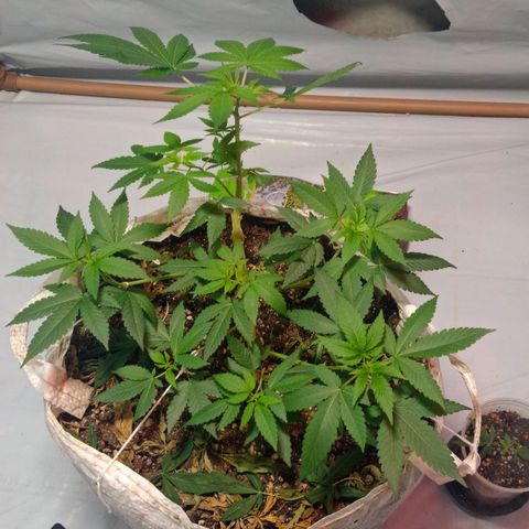 Northern Lights BSF #1 growlog timeline photo