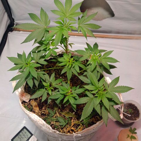 Northern Lights BSF #1 growlog timeline photo