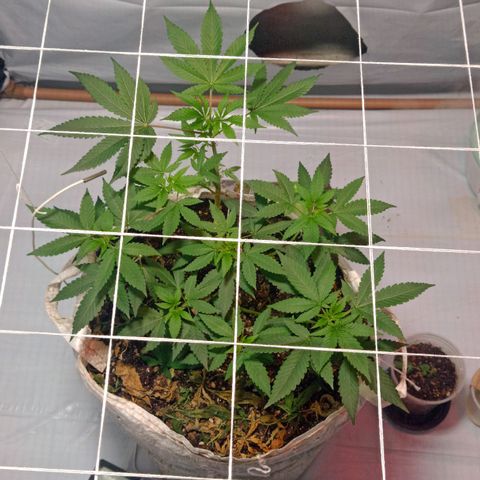 Northern Lights BSF #1 growlog timeline photo