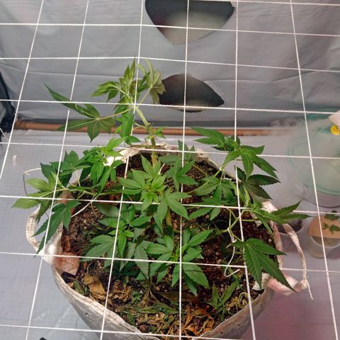 Northern Lights BSF #1 growlog timeline photo