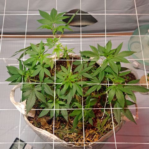 Northern Lights BSF #1 growlog timeline photo