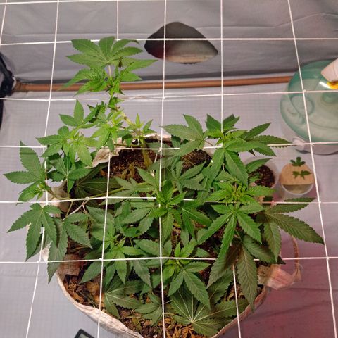 Northern Lights BSF #1 growlog timeline photo