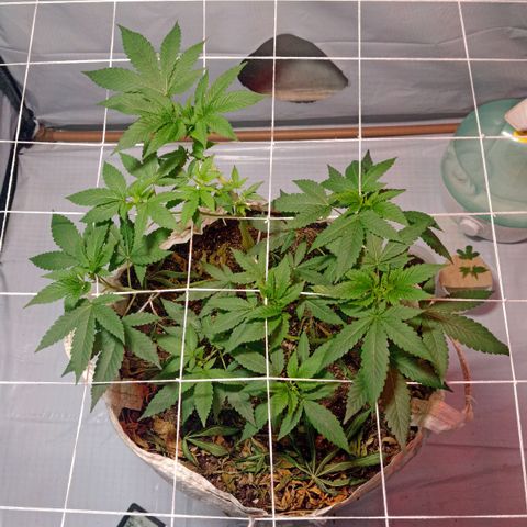 Northern Lights BSF #1 growlog timeline photo