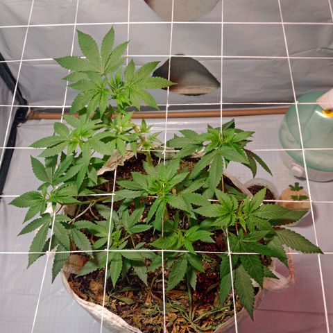 Northern Lights BSF #1 growlog timeline photo