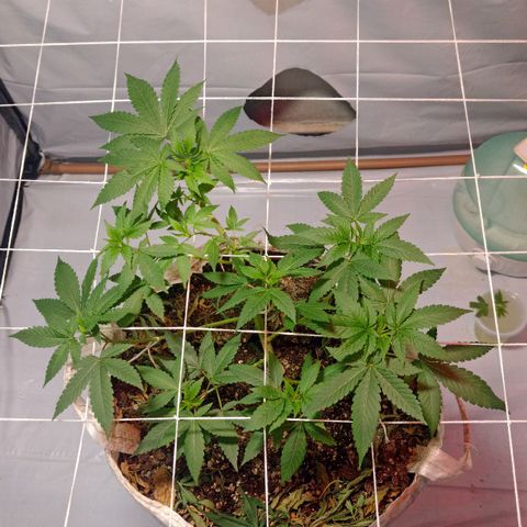 Northern Lights BSF #1 growlog timeline photo