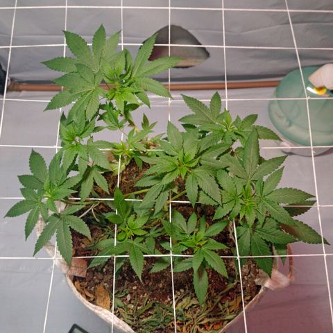 Northern Lights BSF #1 growlog timeline photo