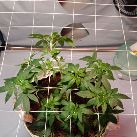 Northern Lights BSF #1 growlog timeline photo
