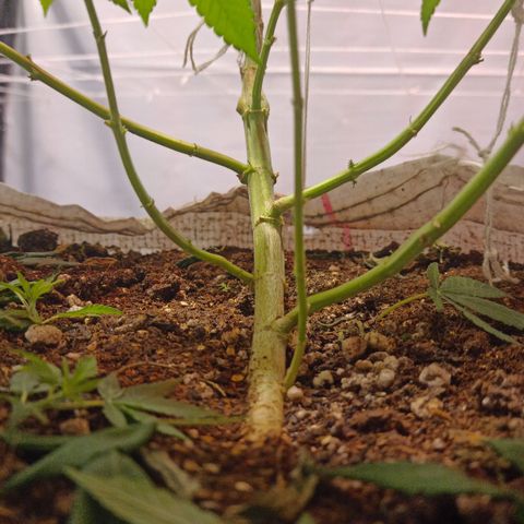 Northern Lights BSF #1 growlog timeline photo