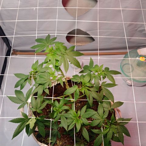 Northern Lights BSF #1 growlog timeline photo