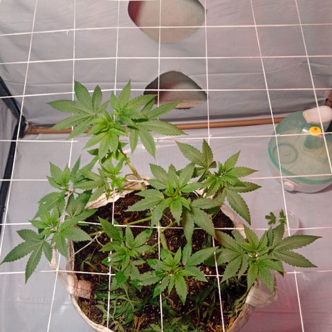 Northern Lights BSF #1 growlog timeline photo