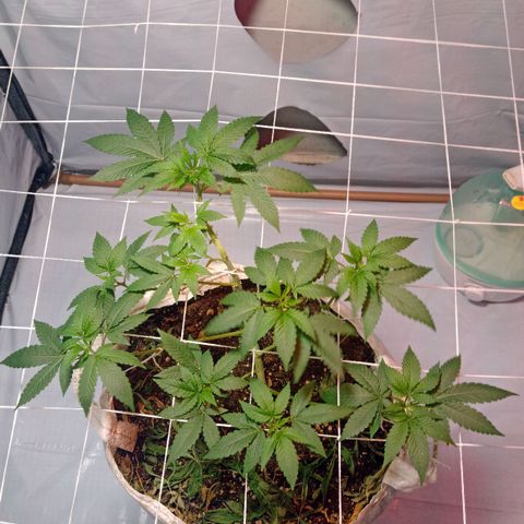 Northern Lights BSF #1 growlog timeline photo