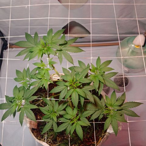 Northern Lights BSF #1 growlog timeline photo