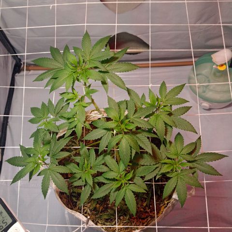 Northern Lights BSF #1 growlog timeline photo