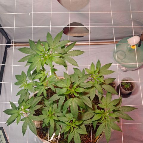 Northern Lights BSF #1 growlog timeline photo