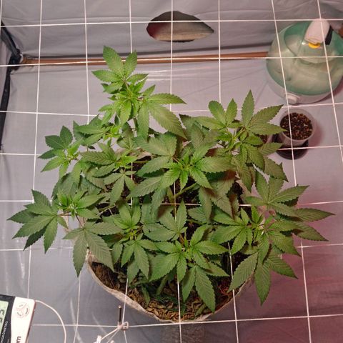 Northern Lights BSF #1 growlog timeline photo