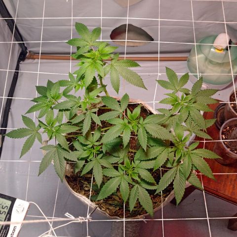 Northern Lights BSF #1 growlog timeline photo