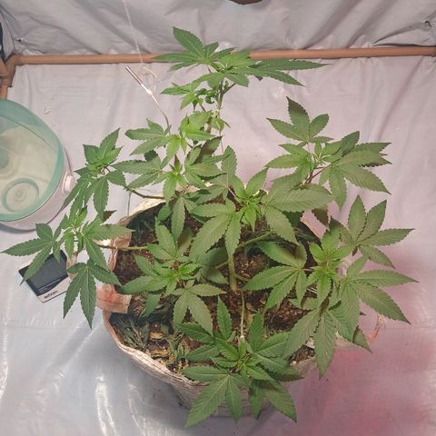 Northern Lights BSF #1 growlog timeline photo