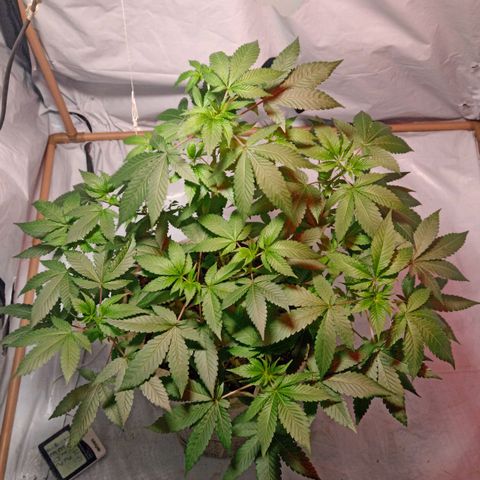 Northern Lights BSF #1 growlog timeline photo