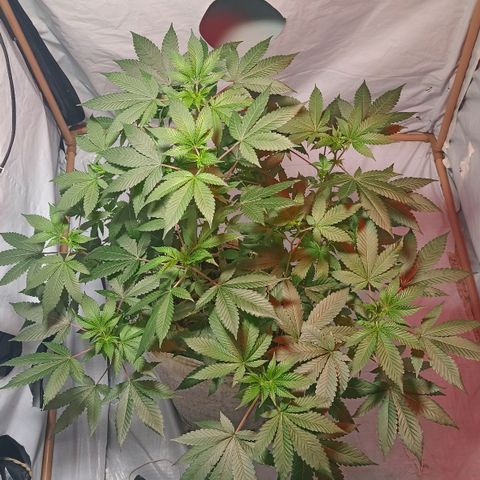 Northern Lights BSF #1 growlog timeline photo