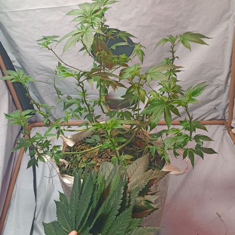 Northern Lights BSF #1 growlog timeline photo