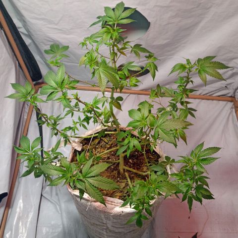 Northern Lights BSF #1 growlog timeline photo