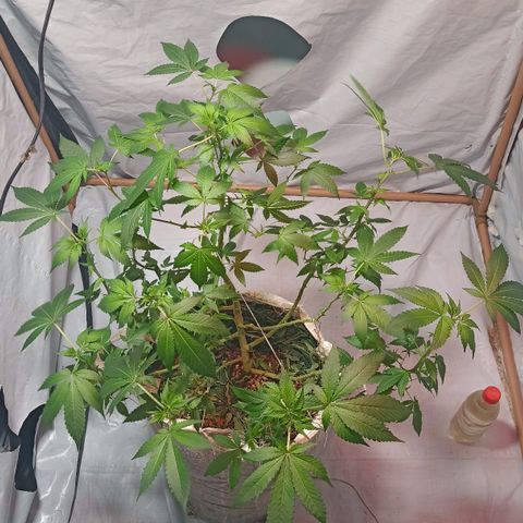 Northern Lights BSF #1 growlog timeline photo