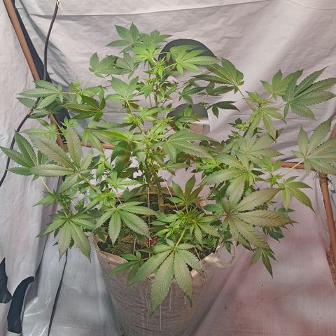 Northern Lights BSF #1 growlog timeline photo