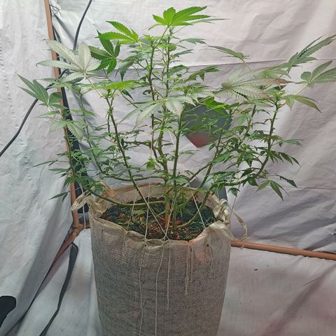 Northern Lights BSF #1 growlog timeline photo